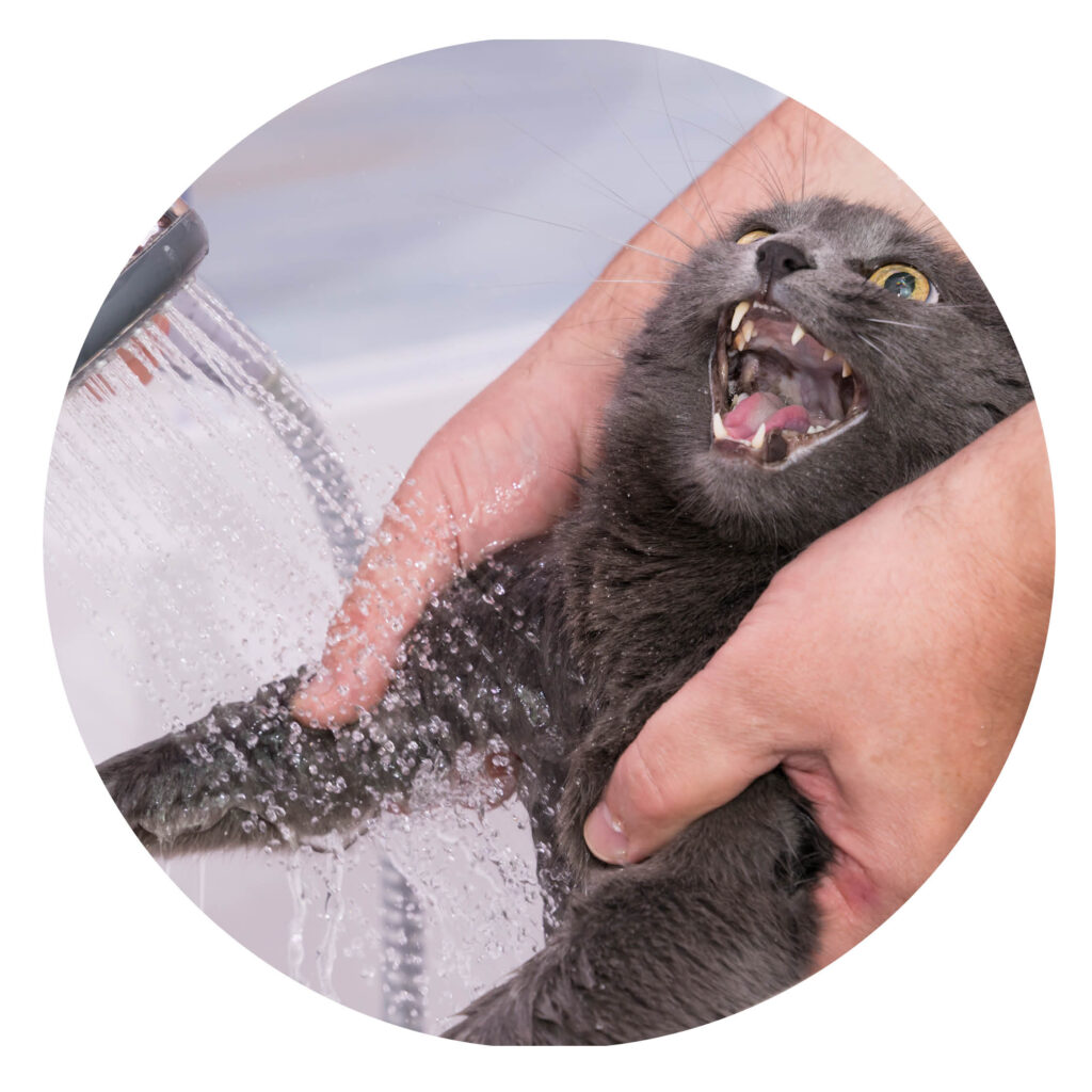themes les animaux delf b1 co